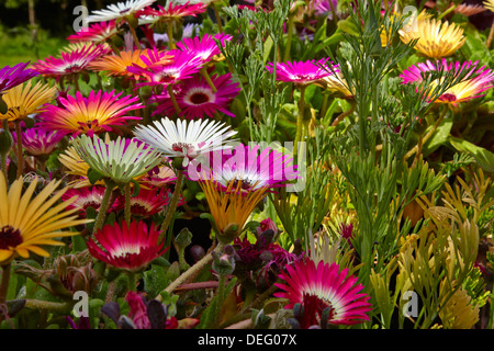 Mesembryanthemum in voller Blüte in North Yorkshire Garten Stockfoto