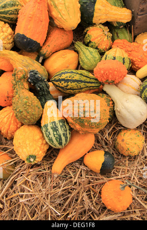 Helle und bunte Auswahl an Kürbissen und Kürbissen auf Strohbett, für Käufer zur Auswahl angezeigt. Stockfoto