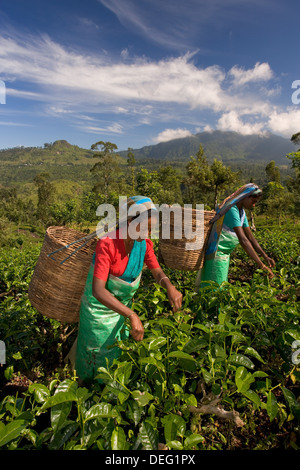 Frauen Tee auf Teeplantage, Nuwara Eliya, Hill Country, Sri Lanka, Asien Stockfoto