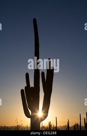 Saguaro Kaktus (Camegiea Gigantea) Silhouette bei Sonnenuntergang, West-Tucson Mountain District, Saguaro National Park, Arizona, USA Stockfoto