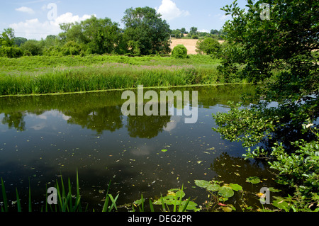 Fluss Avon, Avoncliff, Bradofrd on Avon, Wiltshire. Stockfoto