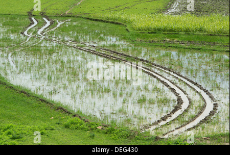 Traktor-Reifenspuren auf nassen Wasser angemeldet indischen Bereich. Andhra Pradesh, Indien Stockfoto
