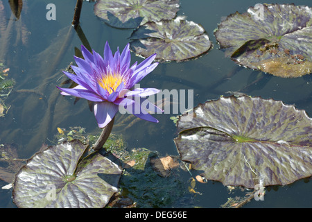 Bereich der Seerosen mit Blume auf einem ruhigen Teich Stockfoto