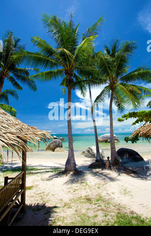 Palmen Sie, Bäume und Lamai Beach, Koh Samui, Thailand, Südostasien, Asien Stockfoto