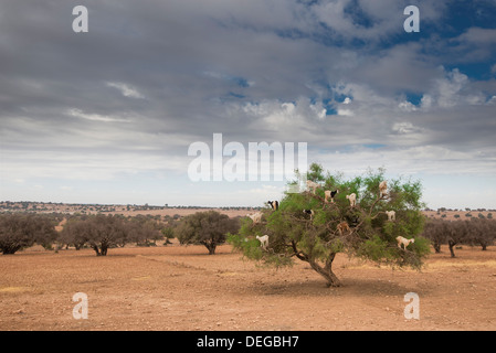 Ziegen in einem Baum Blätter in Marokko zu essen Stockfoto
