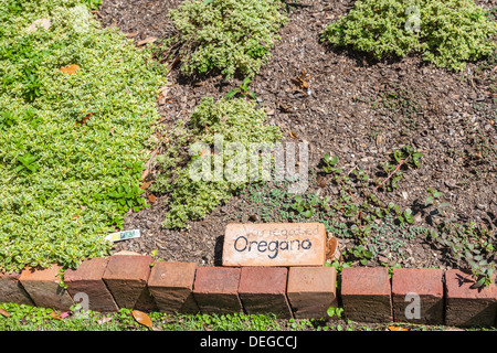 Bunte Oregano wächst in der Koch-Kräutergarten im Grand Hotel Resort in Punkt löschen, Alabama Stockfoto