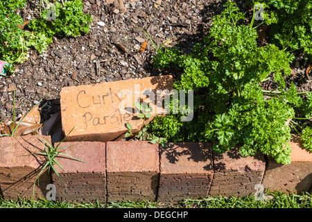 Geschweiften Petersilie wächst in der Koch-Kräutergarten im Grand Hotel Resort in Punkt löschen, Alabama Stockfoto