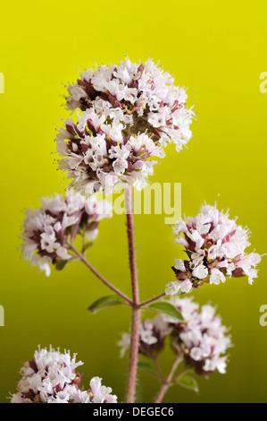 Oregano, Origanum Vulgare, vertikale Portrait von Blumen mit Fokus Hintergrund. Stockfoto