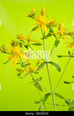 Johanniskraut, Hypericum Perforatum, vertikale Portrait von Blumen mit Fokus Hintergrund. Stockfoto