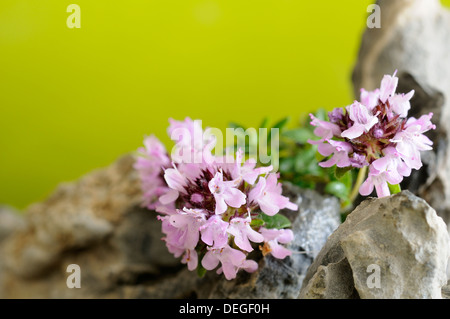 Horizontale Porträt von Thymian, Thymus Praecox, Blumen mit Fokus Hintergrund heraus. Stockfoto