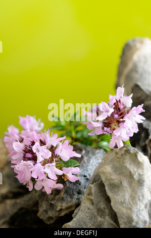 Vertikale Porträt von Thymian, Thymus Praecox, Blumen mit Fokus Hintergrund heraus. Stockfoto