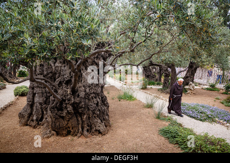 Olivenbäume im Garten von Gethsemane, Jerusalem, Israel, Nahost Stockfoto