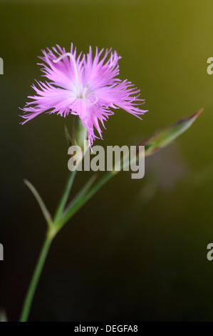 Dianthus Hyssopifolius Fransen rosa, Porträt von Blume. Stockfoto