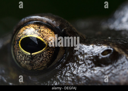 Das Auge von einem Grasfrosch Stockfoto