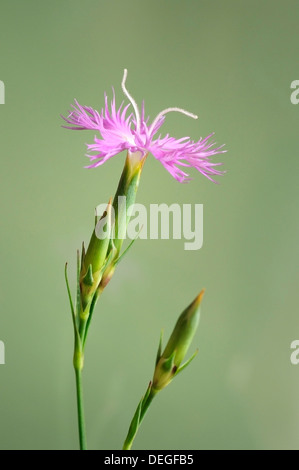 Dianthus Hyssopifolius Fransen rosa, Porträt von Blume. Stockfoto