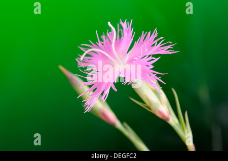 Dianthus Hyssopifolius Fransen rosa, Porträt von Blume. Stockfoto