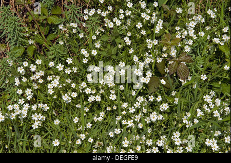 Größere Stitchwort, Stellaria Holostea, weißen Blüten im Frühling einen Felsen Weg Stockfoto