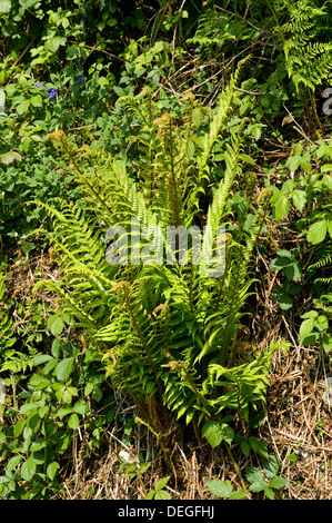 Wurmfarn, Dryopteris Filix-Mas im jungen Frühling Laub Pflanzen Stockfoto