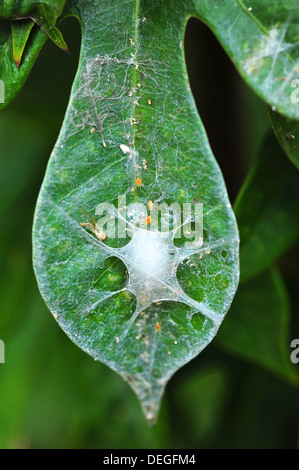 Baby-Spider auf Blatt Stockfoto