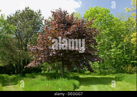 Ein roter Acer Ahorn Crimson King in junges Blatt in einem Wildlife-Garten und Wald Stockfoto