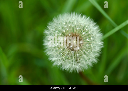 Ein Löwenzahn, Taraxacum Officinale, Seedhead 'Stunden' auf einer Land-Wiese Stockfoto