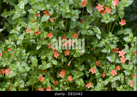 Scarlet Pimpernel, Anagallis Arvensis, Pflanzen in Blüte Stockfoto