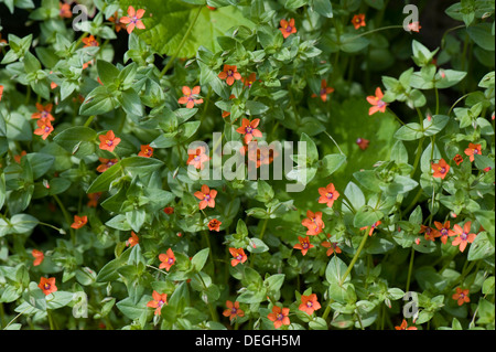 Scarlet Pimpernel, Anagallis Arvensis, Pflanzen in Blüte Stockfoto