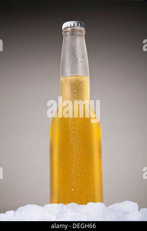 Mexikanisches Bier sitzen auf Eis über einem grauen Hintergrund. Stockfoto