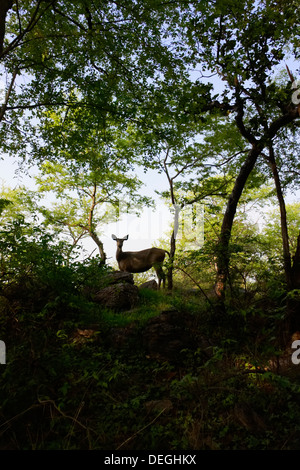 Sambar Hirsche stehen oben auf dem Hügel (Rusa unicolor) am Ranthambhore Wald. Stockfoto