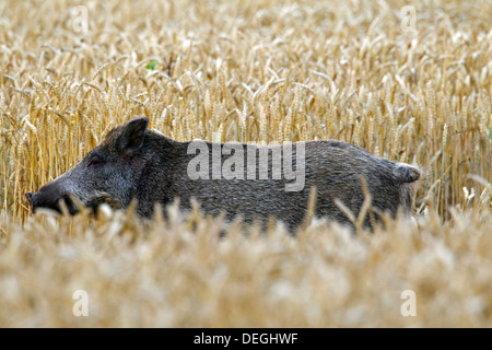 Belästigung von Wildschwein (Sus Scrofa) trampling Ernte durch Nahrungssuche im Kornfeld auf Ackerland Stockfoto