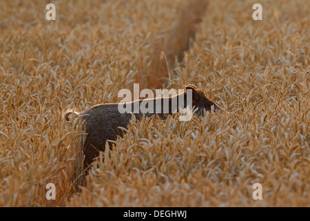 Belästigung von Wildschwein (Sus Scrofa) trampling Ernte durch Nahrungssuche im Kornfeld auf landwirtschaftlichen Flächen in der Abenddämmerung Stockfoto