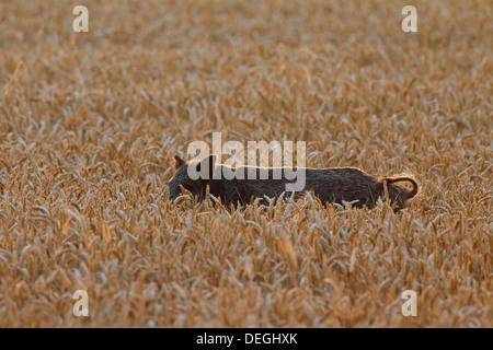 Belästigung von Wildschwein (Sus Scrofa) trampling Ernte durch Nahrungssuche im Kornfeld auf landwirtschaftlichen Flächen in der Abenddämmerung Stockfoto