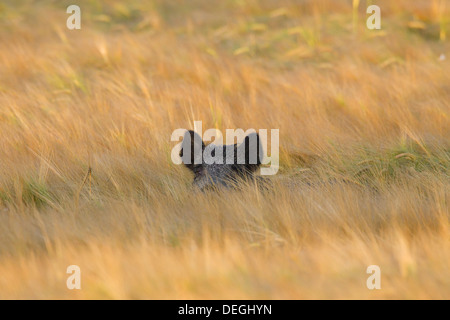 Belästigung von Wildschwein (Sus Scrofa) trampling Ernte durch Nahrungssuche im Kornfeld auf Ackerland Stockfoto