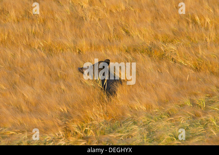 Belästigung von Wildschwein (Sus Scrofa) trampling Ernte durch Nahrungssuche im Kornfeld auf Ackerland Stockfoto