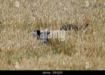 Belästigung durch Wildschweine (Sus Scrofa) trampling Ernte durch Nahrungssuche im Kornfeld auf Ackerland Stockfoto