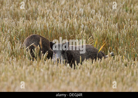 Belästigung durch Wildschweine (Sus Scrofa) trampling Ernte durch Nahrungssuche im Kornfeld auf Ackerland Stockfoto