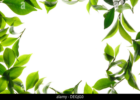 Nahaufnahme der Teeblätter Stockfoto