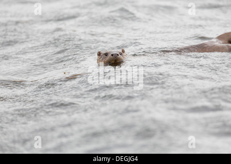Otter; Lutra Lutra; Schwimmen; Shetland; UK Stockfoto