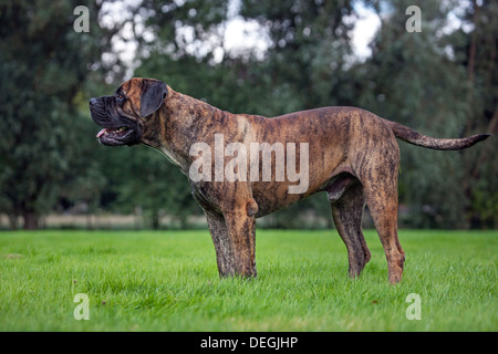 Boerboel, Mastiff Hunderasse aus Südafrika im Garten Stockfoto