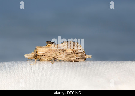 Blasse prominente Motte; Pterostoma Palpina; Sommer; UK Stockfoto