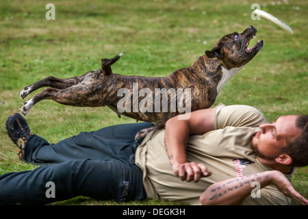 Staffordshire Bull Terrier Hund Frisbee Luft holen Stockfoto