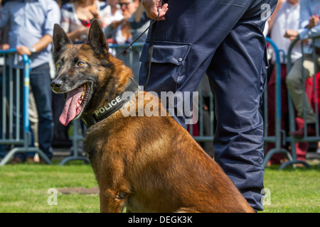 Nahaufnahme eines belgischen Schäferhund / Malinois als Angriff Hund tragen Polizei Kragen Stockfoto
