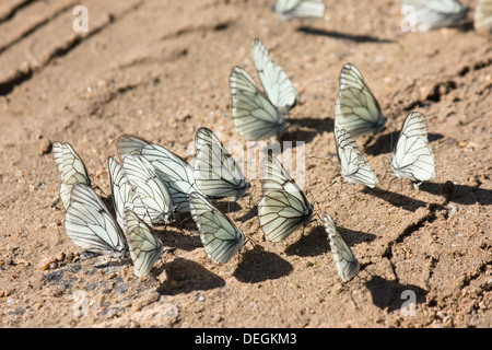 Viele weiße Schmetterlinge sitzt auf dem braunen Sand unter hellem Sonnenlicht Stockfoto