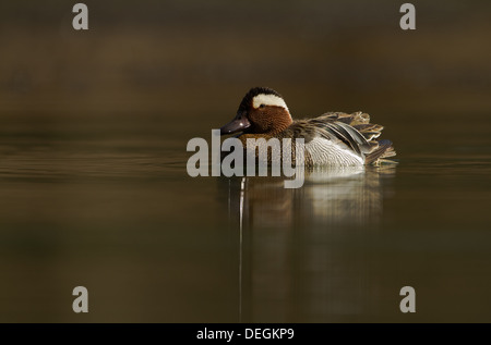 Männliche Garganey sitzen auf Cannop Teiche im Forest of Dean in Gloucestershire Stockfoto