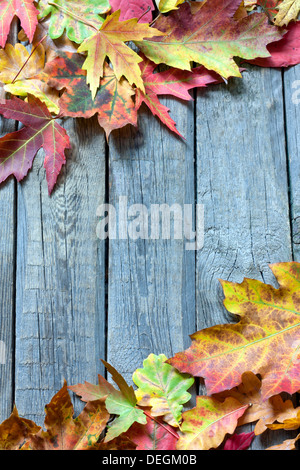 Herbstlaub auf Whiteboards umrandet Stockfoto