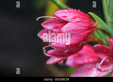 Wassertropfen auf rosa Lilie Makro Stockfoto
