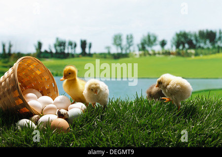 Anderen Küken und Enten, die durch einen Korb mit Eiern auf Rasen stehen Stockfoto