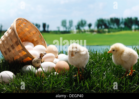 Anderen Küken stehend mit Eiern Stockfoto