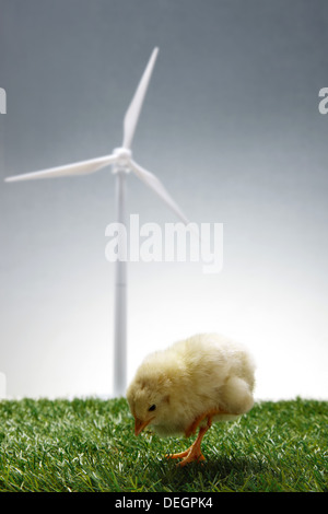 Anderen Küken stand vor Windmühle auf Rasen Stockfoto