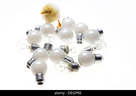 Anderen Küken ansehen bei Glühbirnen Stockfoto